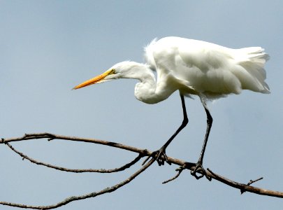 Great Egret Shiawassee National Wildlife Refuge