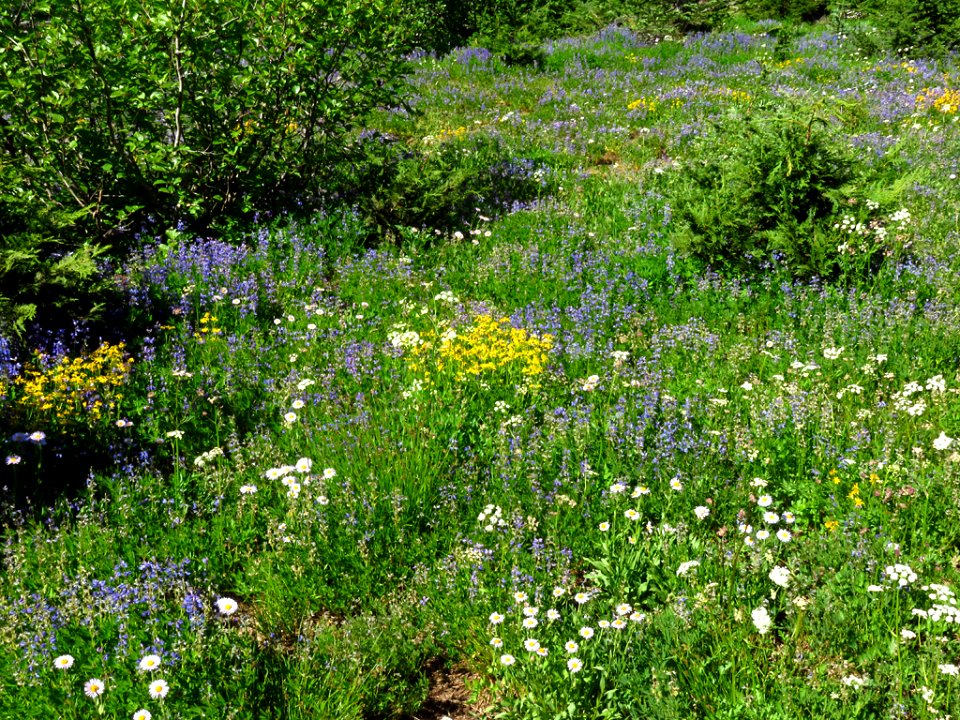 Wildflowers at Mt. Rainier NP in WA