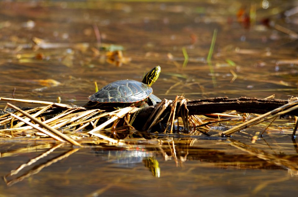 Western Painted Turtle Sunning