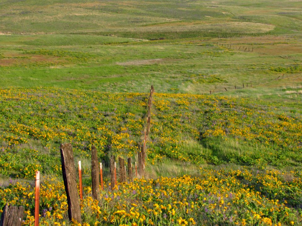 Wildflowers at Dalles Mt. Ranch in WA