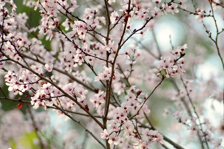 Japanese tree petal photo