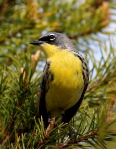 Kirtland's Warbler