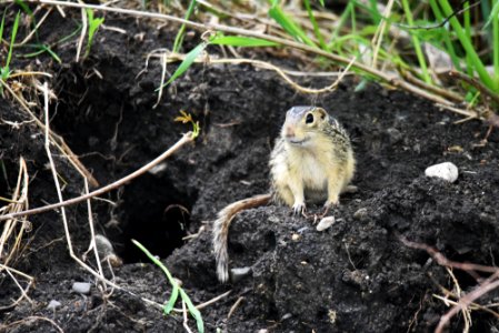 Thirteen-lined ground squirrel photo