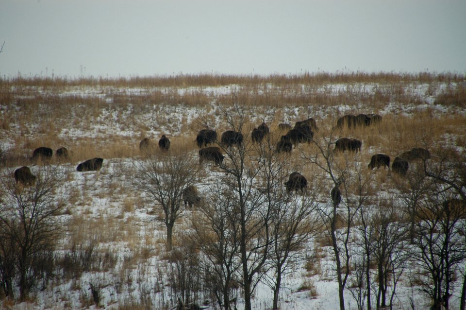 Neal Smith NWR Bison