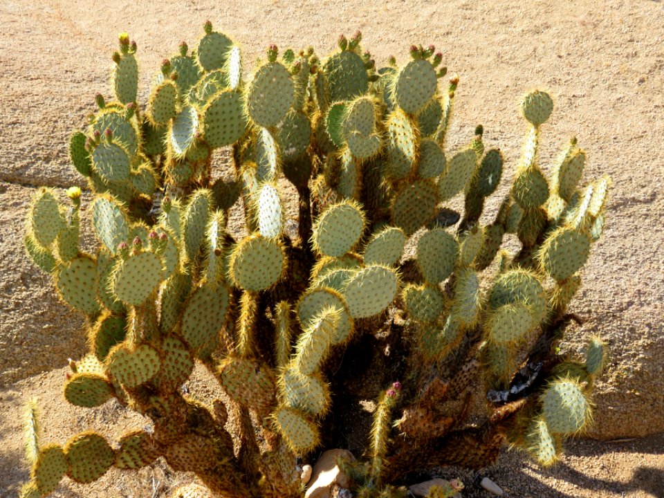 Joshua Tree NP in CA