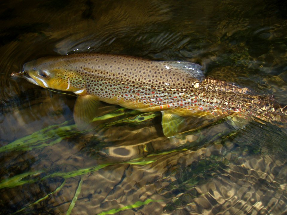 Brown Beauty by Jeff Slade