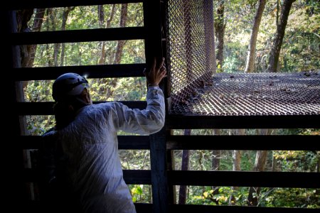 Bat Gate Inspection