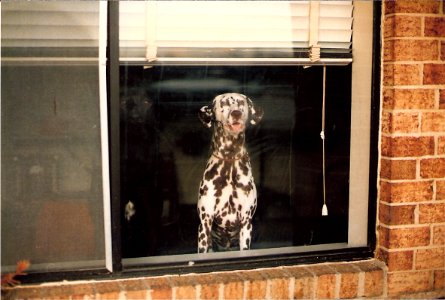 Barking at the Window
