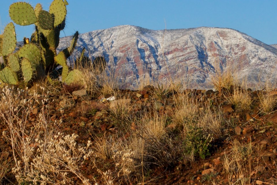 Cactus- Mountain for Scale