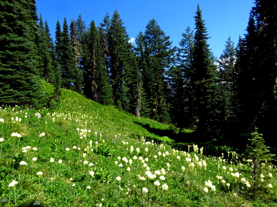 Bear Grass at Mt. Rainier NP in WA