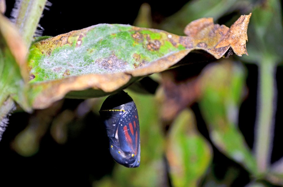 Monarch nearly ready to emerge