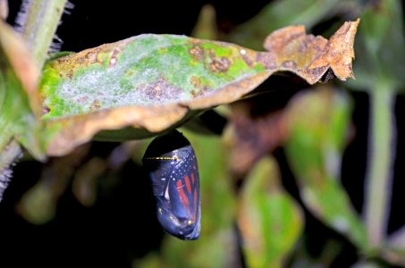 Monarch nearly ready to emerge photo