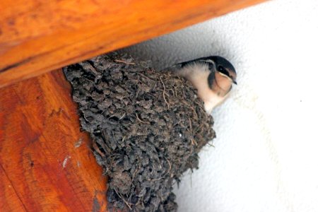 Young Barn Swallow photo