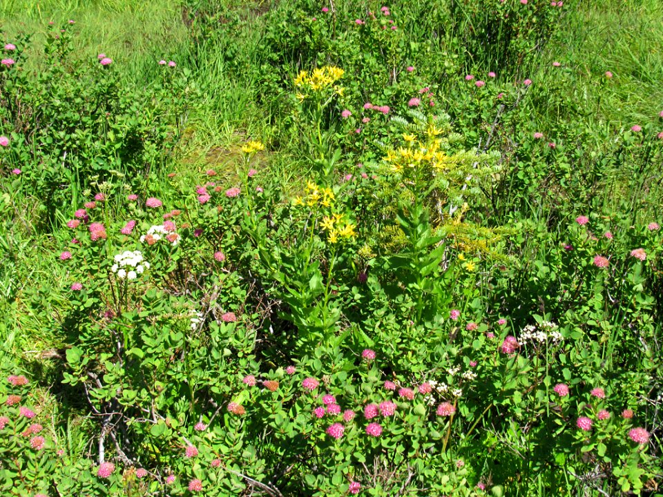 Wildflowers on Skyline Trail at Mt. Rainier NP in WA