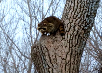 Raccoon in a tree
