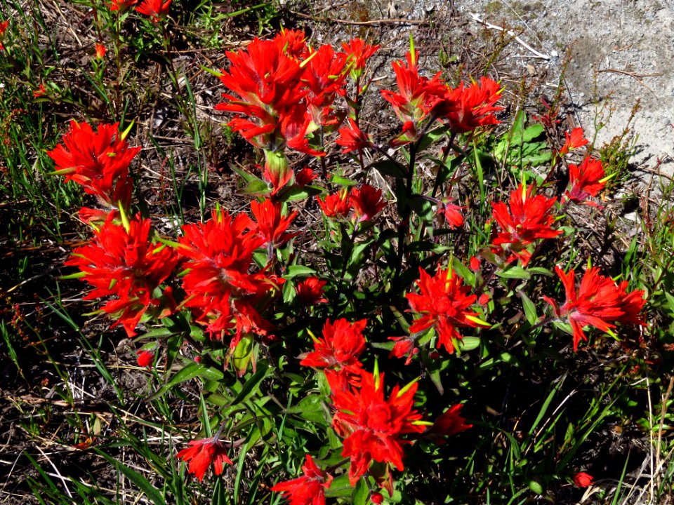 Wildflowers at Mt. St. Helens NM in WA