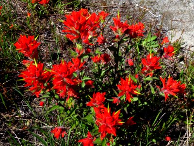 Wildflowers at Mt. St. Helens NM in WA photo