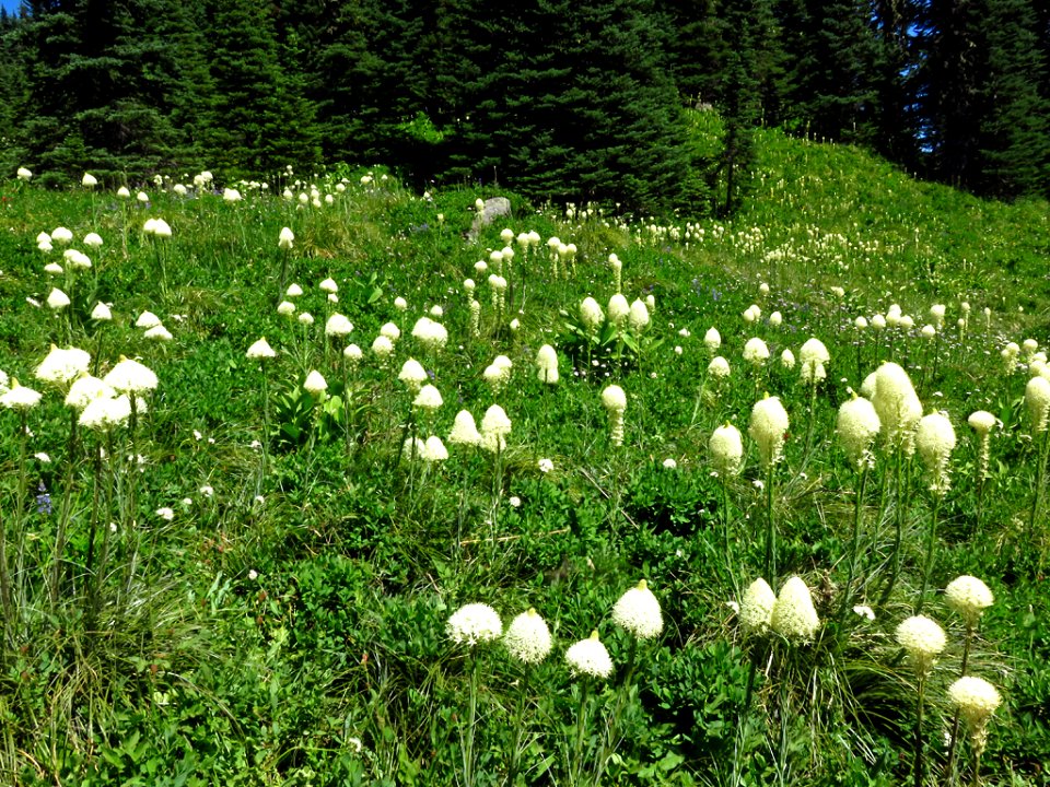 Bear Grass at Mt. Rainier NP in WA
