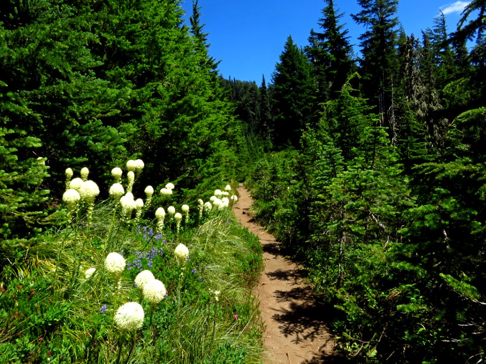 Bear Grass at Mt. Rainier NP in WA
