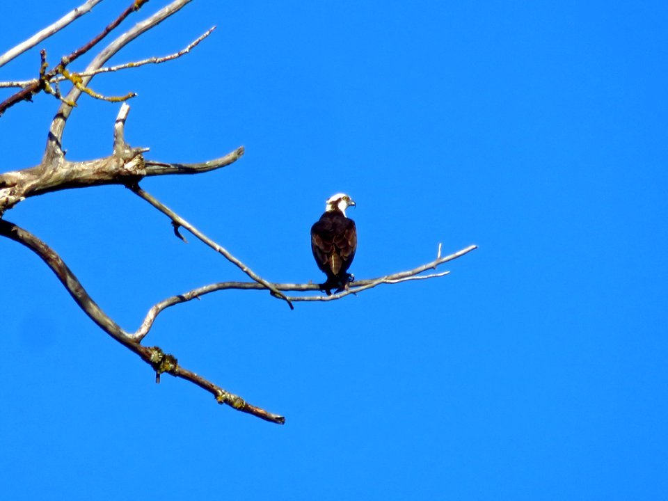 Osprey at Steigerwald Lake NWR in WA