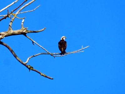 Osprey at Steigerwald Lake NWR in WA photo