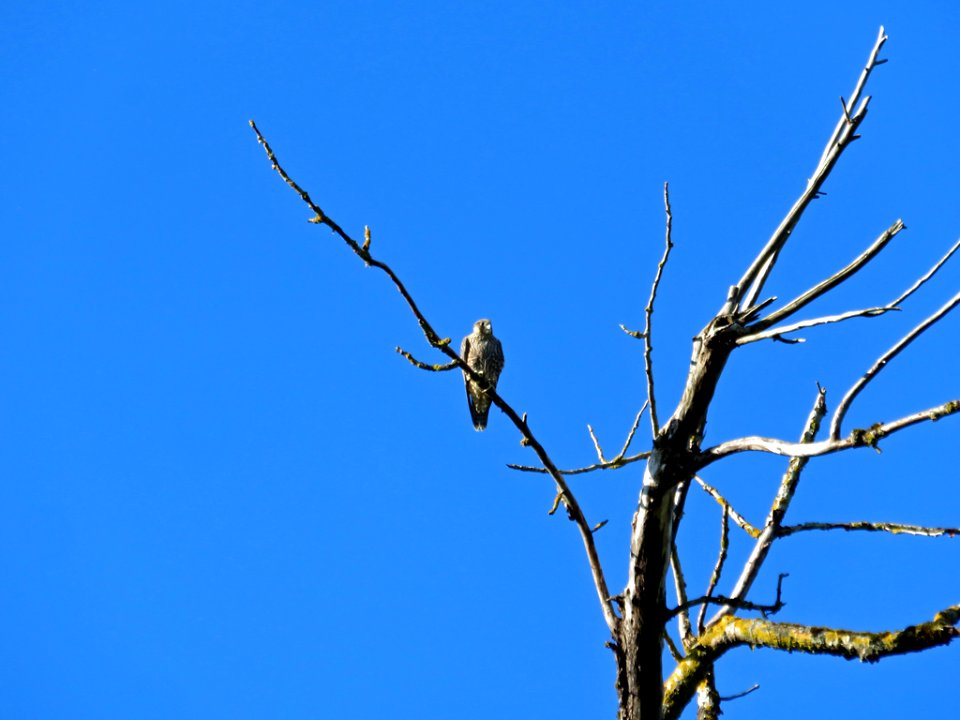 Hawk at Steigerwald Lake NWR in WA