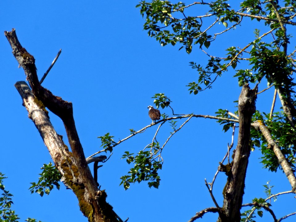Osprey at Steigerwald Lake NWR in WA