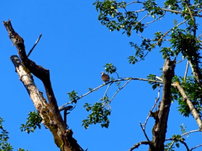 Osprey at Steigerwald Lake NWR in WA