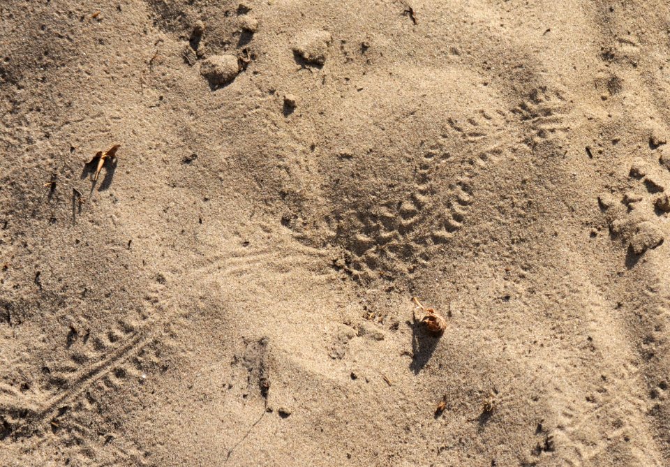 MouseTracks