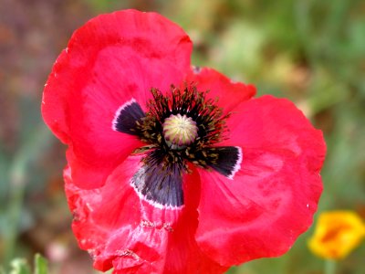 Flowers from Strawberry photo