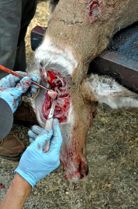 CWD Sampling Brain Stem photo