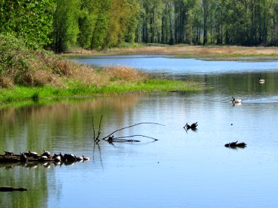 Western Turtles at Steigerwald Lake NWR in WA