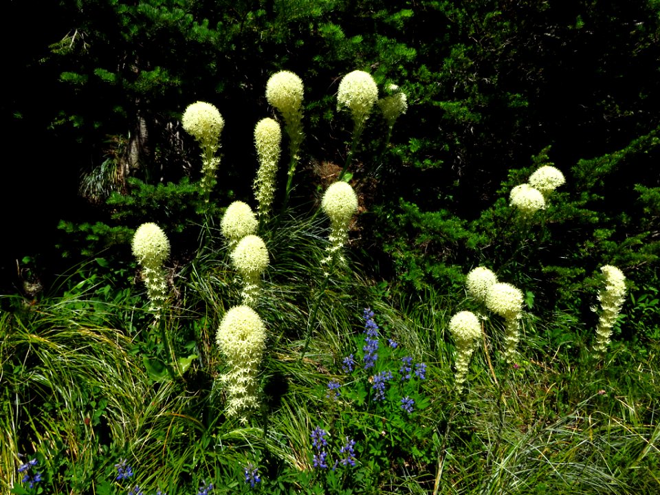 Bear Grass at Mt. Rainier NP in WA
