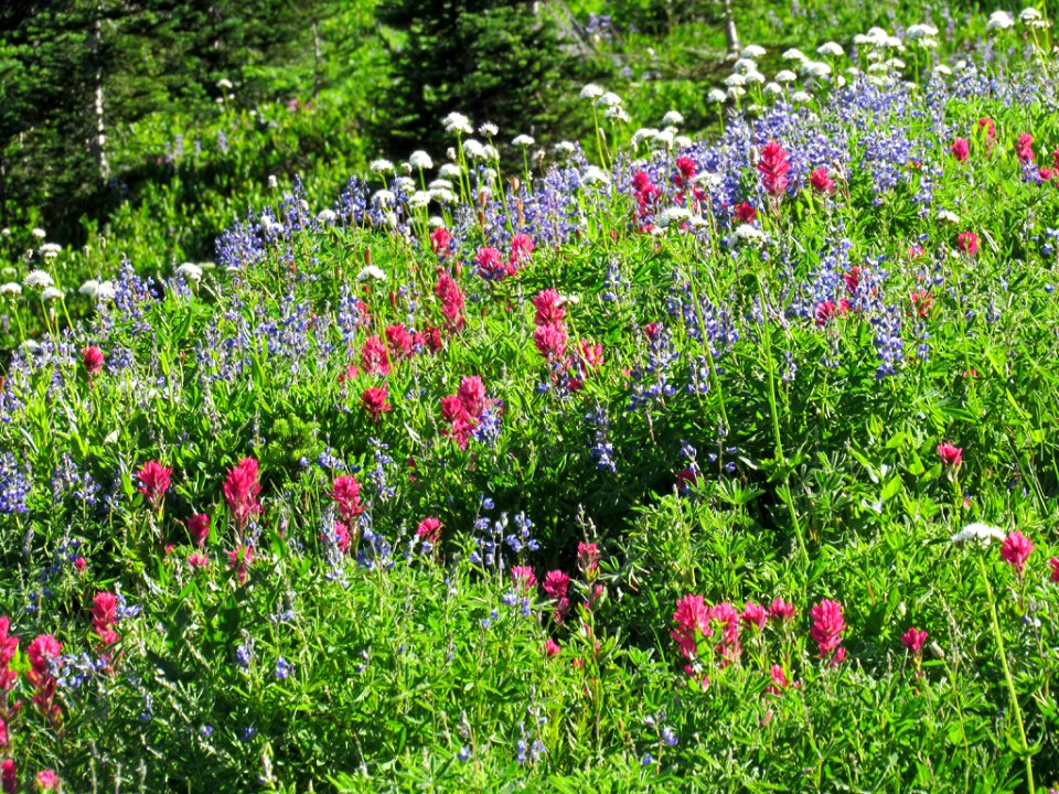Wildflowers on Skyline Trail at Mt. Rainier NP in WA