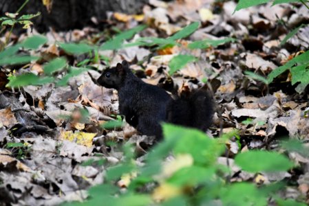 Melanistic Gray Squirrel