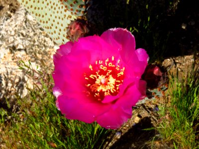 Wildflowers at Anza-Borrego Desert SP in California photo