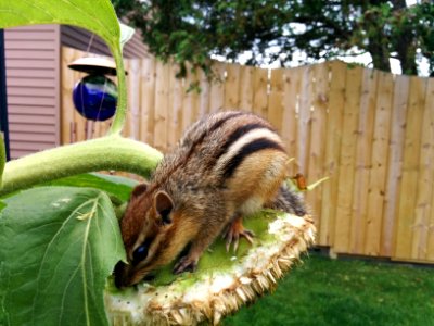 Chipmunk