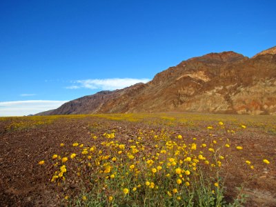 Wildflower Super Bloom at Death Valley NP in CA