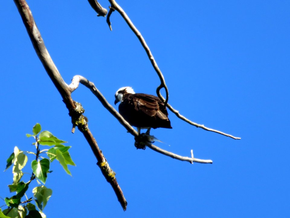 Osprey at Steigerwald Lake NWR in WA