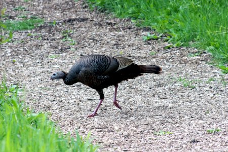 Wild Turkey