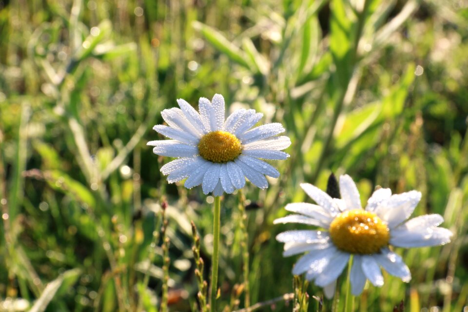 Nature dew flower