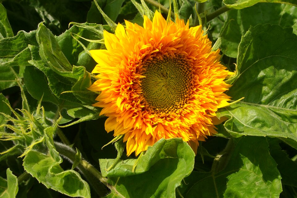 Summer petals gardening
