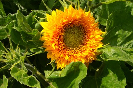 Summer petals gardening photo