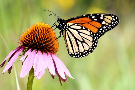 Monarch Butterfly on Purple Coneflower photo
