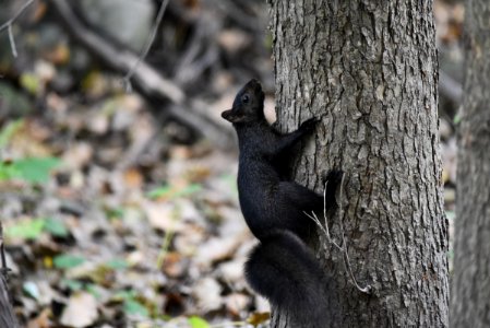 Melanistic Gray Squirrel