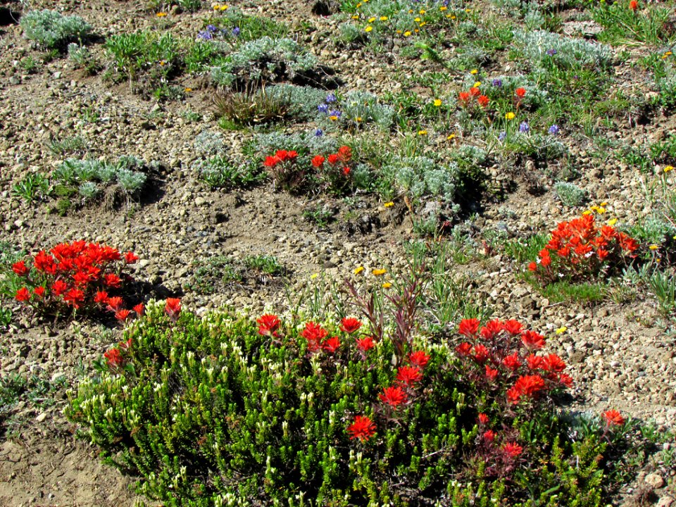 Wildflowers at Mt. Rainier NP in WA
