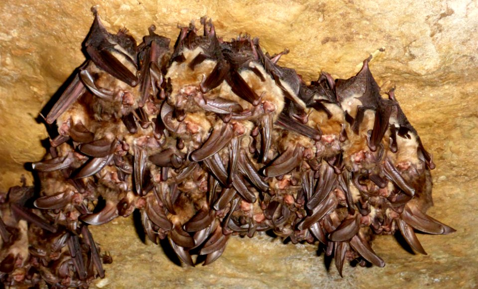 Ozark Big-eared Bat Cluster