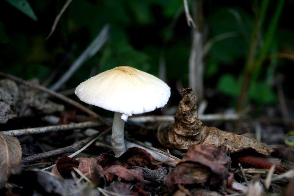 Mushroom
