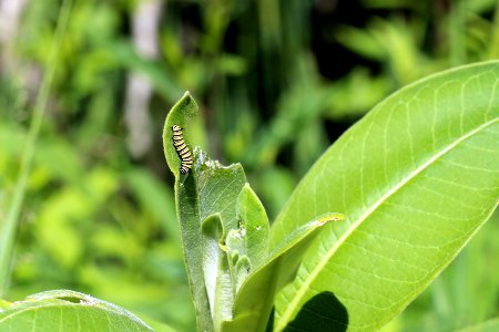 Monarch Caterpillar on Common Milkweed photo