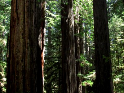 Jedediah Smith Redwoods SP in California
